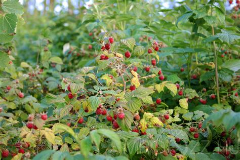Erdei málna (Rubus idaeus) növény és levelei