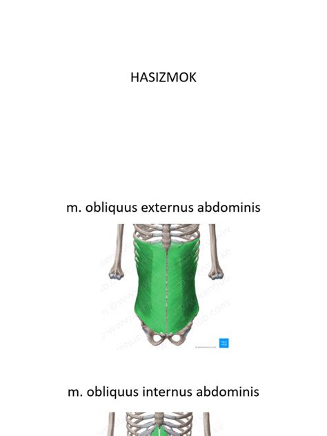 A hasizmok szétnyílása és a haslekötés módszerei