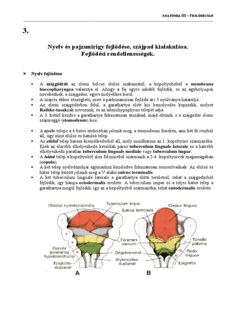 Kutyamagzat fejlődése a méhben