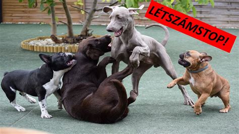 Kiskutyák szocializációja más kutyákkal
