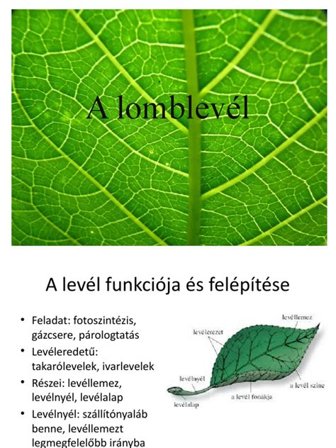 A lomblevél anatómiája és szöveti felépítése