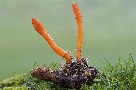 Cordyceps sinensis gomba élőhelye a Himalájában