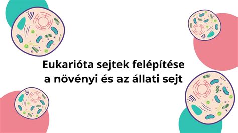 A normál és abnormális spermiumok összehasonlítása