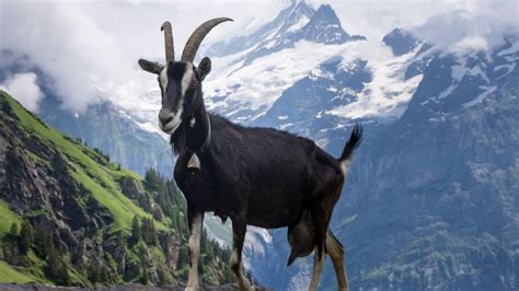 Alpesi kecske a hegyoldalon