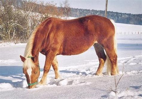 Haflinger ló