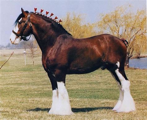 Clydesdale ló