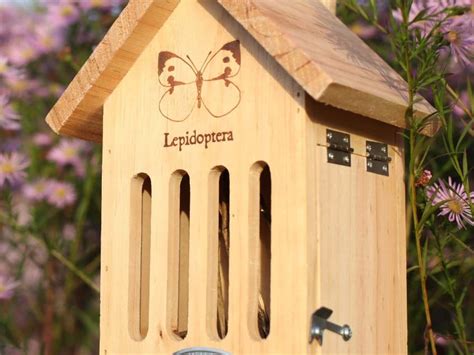 lepkeház belső látképe pillangókkal