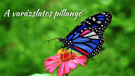 pillangó kelése a bábállapotból