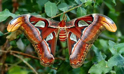 világ legnagyobb pillangója: atlaszlepke