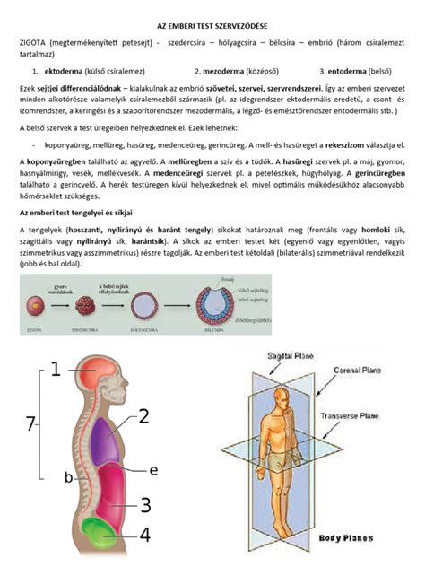 Az emberi megtermékenyülés folyamata