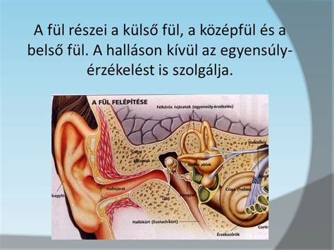 A középfül anatómiája és gyulladásának mechanizmusa