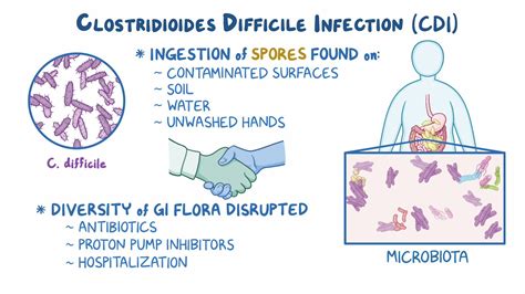 A Clostridium difficile baktérium szerkezete