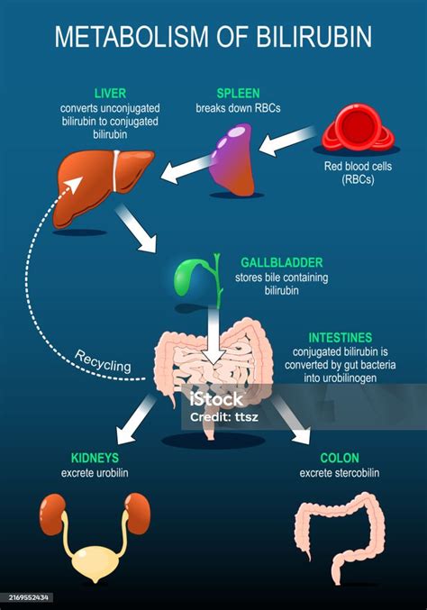 Bilirubin lebontási folyamat infografika