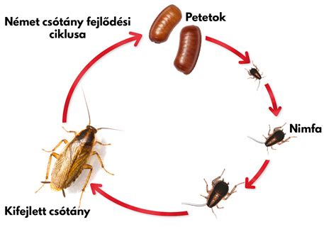 Különböző csótányfajok