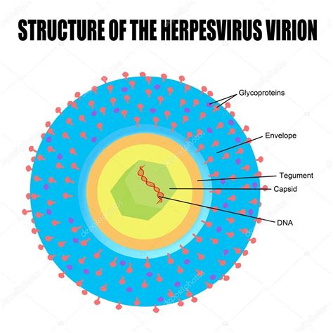 Herpes simplex vírus szerkezete