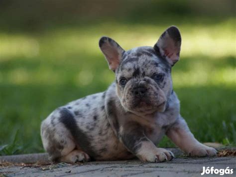 Francia bulldog kölykök