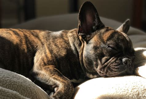 Francia bulldog császármetszés után