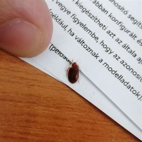 Ágyi poloska csípés tünetei