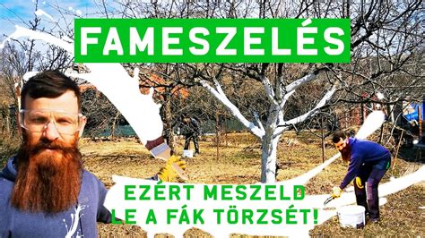 Gyümölcsfa törzs meszelése ecsettel