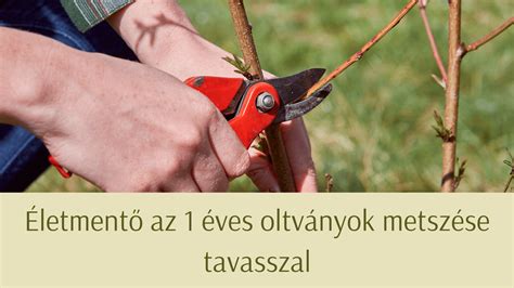 Gyümölcsfa metszése tavasz elején
