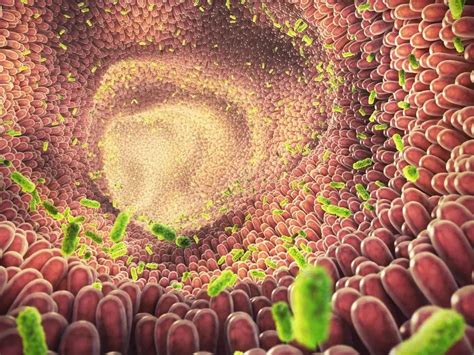 Illusztráció a bélflóra mikrobiomjáról