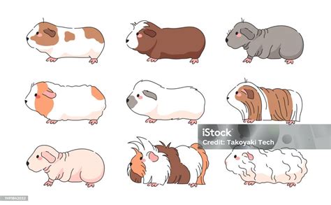 Tengerimalac testfelépítése