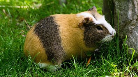 Tengerimalacok ősei Dél-Amerikában