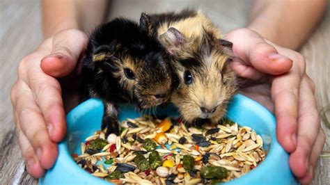 Tengerimalacok táplálkozása