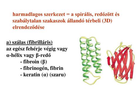 A globuláris és fibrilláris fehérjék közötti különbségek illusztrációja