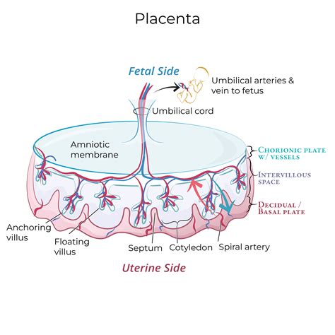 A placenta pozíciói a méhben