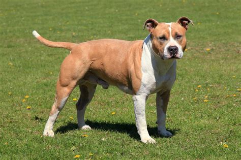 Amerikai Staffordshire Terrier portréja