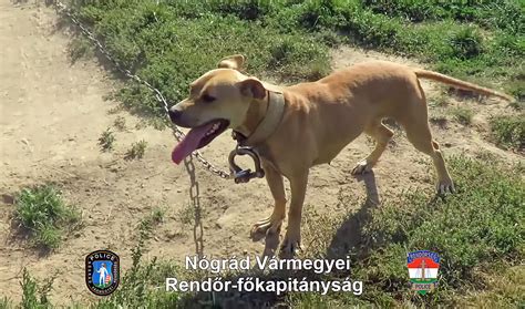 Kutyaviadal történelmi illusztrációja
