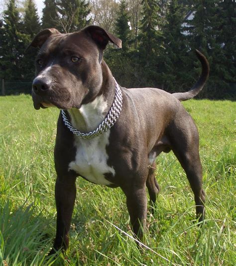Játékos Amstaff kölyök