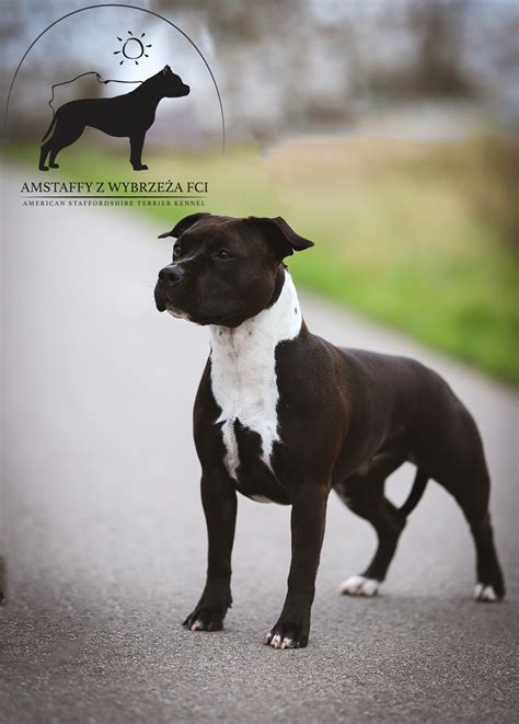 Amstaff fürdetése