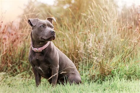 A Staffordshire Bullterrier a gyerekek dajkájaként