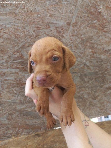 Játékos magyar vizsla kölyök