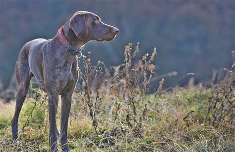 Vizsla mozgás közben