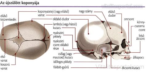 A csecsemő koponyájának szerkezete és a kutacsok