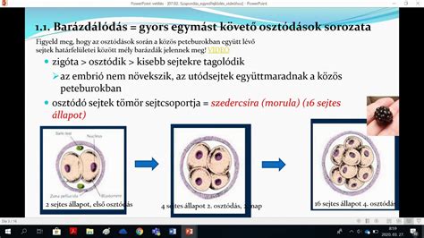 A zigóta fejlődési szakaszai az anyaméhben, a megtermékenyítéstől a beágyazódásig