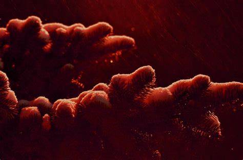 Campylobacter baktérium elektronmikroszkópos felvétele