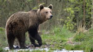 medve jelmezben farsangkor