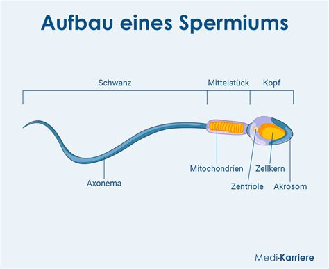 A spermium minőségét befolyásoló tényezők