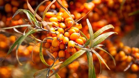 Homoktövis (sea buckthorn) és annak jótékony hatásai