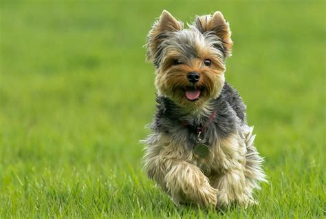 Yorkshire terrier sétán pórázon