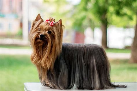 Yorkshire terrier szőrápolás
