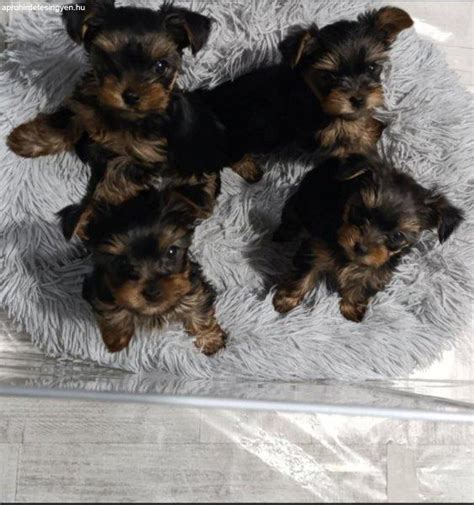 Újszülött yorkshire terrier kölykök