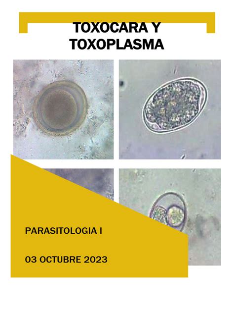 Toxoplasma és Toxocara életciklus