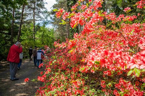Jeli Arborétum lombkoronasétány és a rododendron virágzás