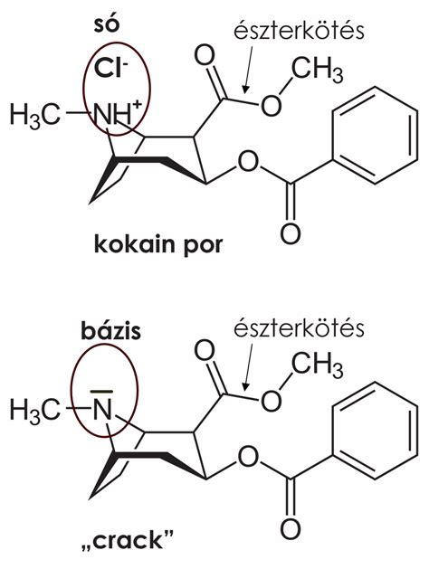 A kokain hatása a magzat szívére és veséire