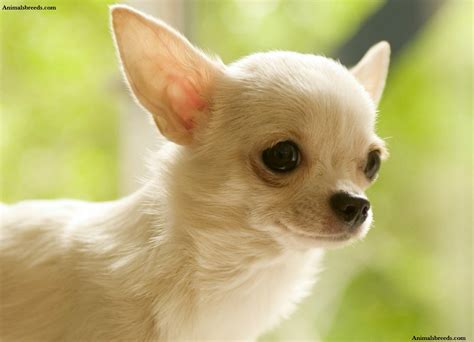Chihuahua súlyfejlődési táblázat